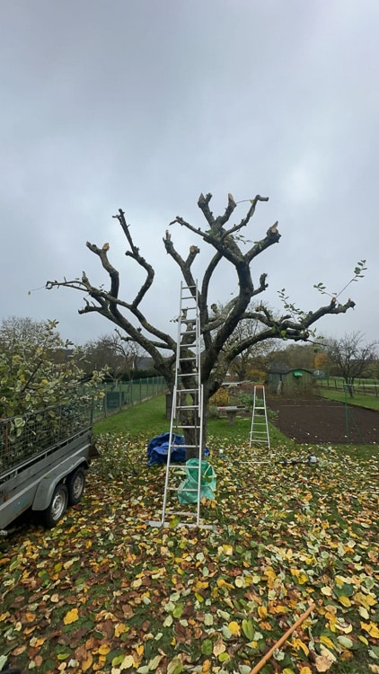 Paysagiste et entretien espace vert à Liverdun, Toul et Nancy DL Habitat (1)